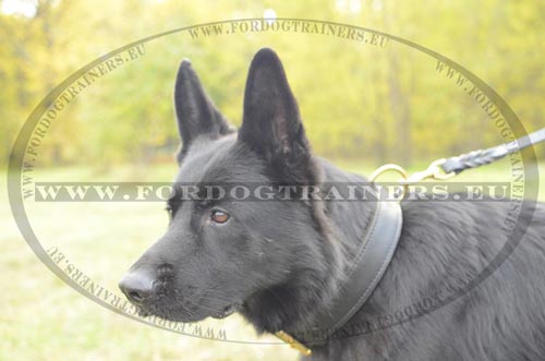 Excellent 2-ply leather collar for strong dog
