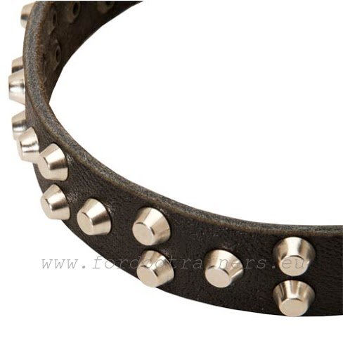 leather collar with nickel plated studs - best for walking the German Shepherd