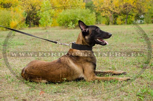 Amazing Classical Wide Leather Collar for Belgian
Malinois