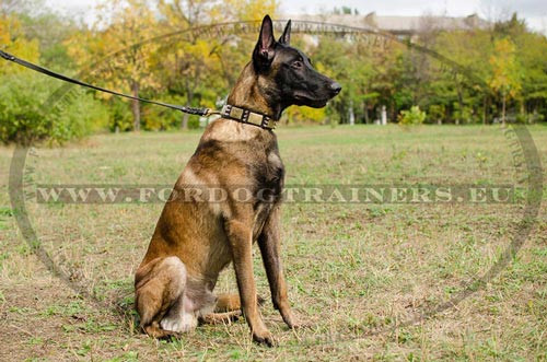 Malinois with his Leather Collar Trendy Spikes and
Plates