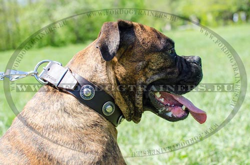 Durable collar for Boxer decorated with rings