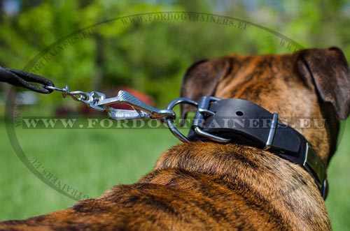 Boxer plated collar strong leather