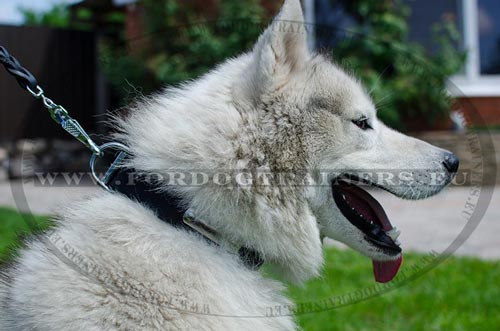 Personalizing Dog Collar for Husky