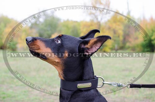 Easily washed nylon dog collar for active Doberman