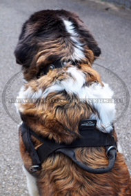 Designer Nylon Collar for Saint Bernard Dog