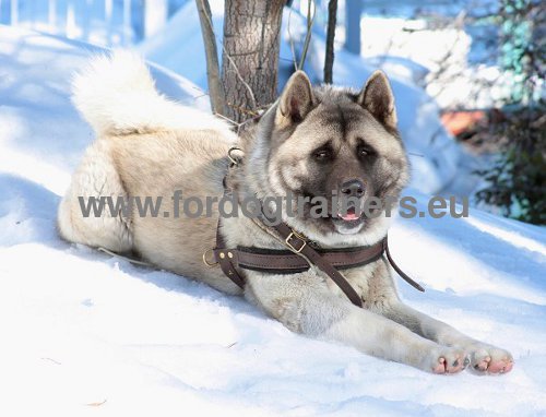 Leather Harness Practical Multifunctional for Husky and Akita