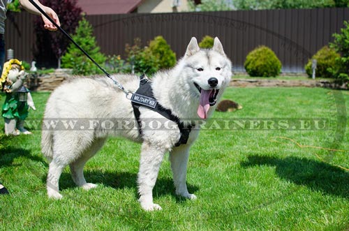 Solid Dog Harness for Husky Education