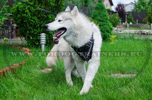 Multifunctional Leather Harness for Husky