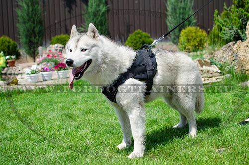 Perfect Nylon Harness for Husky,
Water-resistant