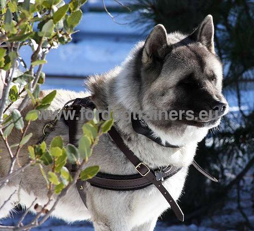 Highly Durable Harness for Akita and
Siberian Husky