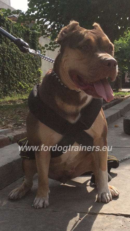 Satisfied Pitbull in Pulling Harness