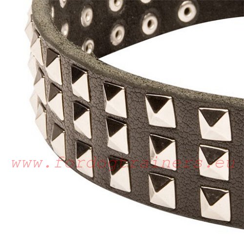 Shining square
Pyramids covering the Designer Leather Dog collar for active
dog breeds 