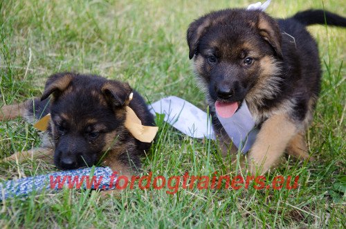 Care for German Shepherd Puppies