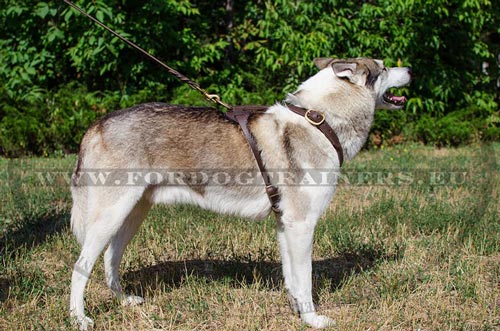 Step-in Leather Harness for West Siberian Laika