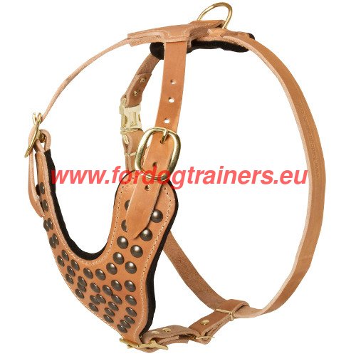 Studded dog harness for Pitbull - hand crafted and hand
riveted