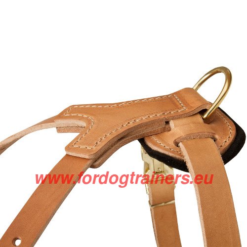Hand stitched straps of the studded harness for Pit Bull