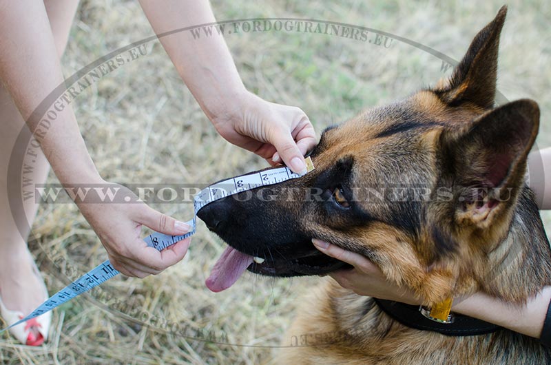 measuring dog for muzzle