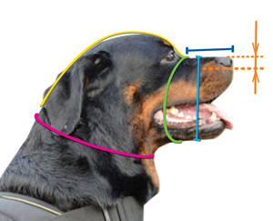 Hoe moet u een hond voor een
passende muilkorf meten