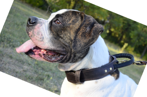 Collier en Cuir avec Poigne pour American Bulldog 