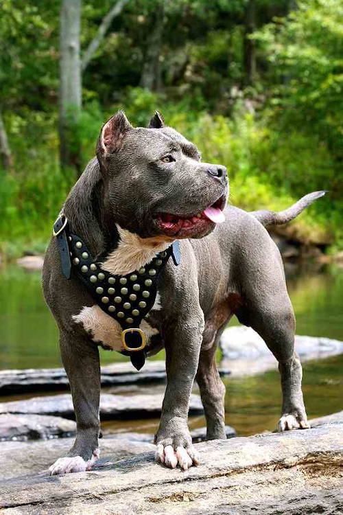 cani pitbull