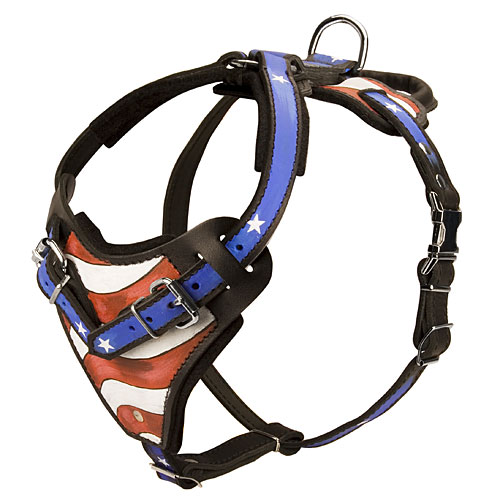 Training and Walking Painted Harness