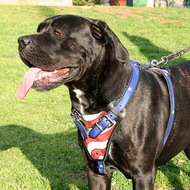 Cane Corso wearing the harness