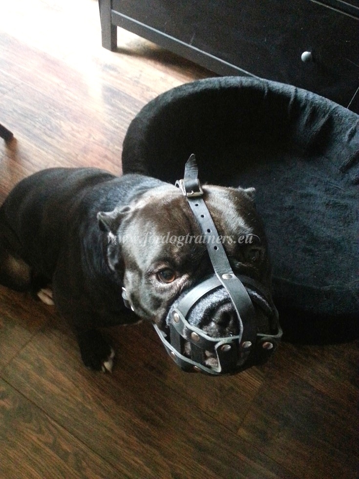 Best padded leather dog muzzle Bulldog