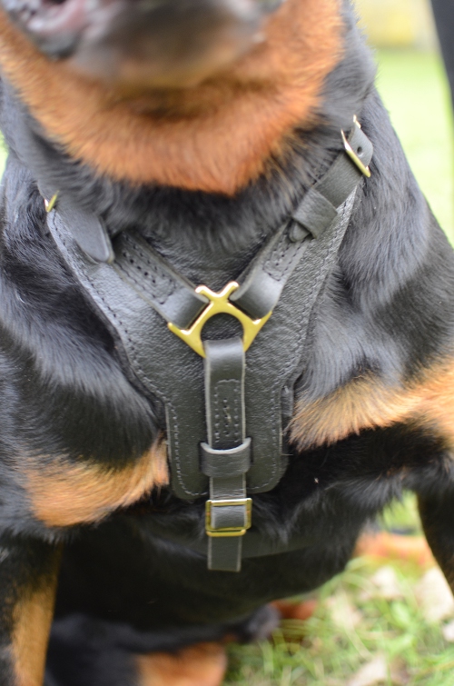 handmade leather dog harness Rotweiler H10