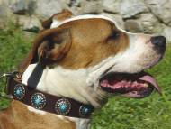 Leather decorated collar for Amstaff