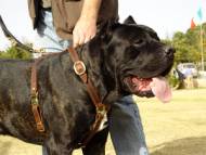 Luxury Handcrafted Leather Large Harness for Cane Corso