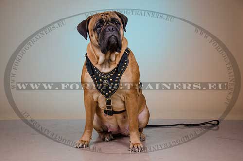 Bullmatiff with Padded Studded Harness 