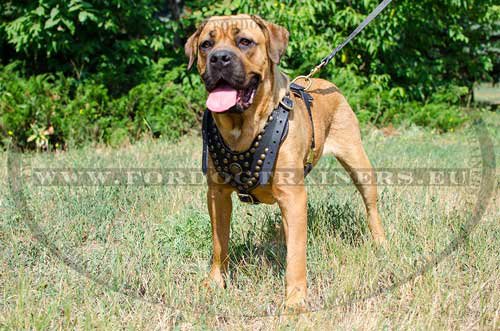 Cane Corso with Padded Studded Leather Harness H11