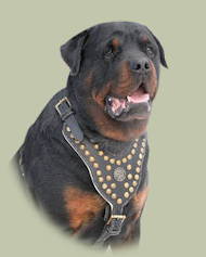 Royal Dog Studded Leather Harness H11 for Rottweiler