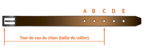 chien collier