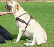 Tracking /Pulling/Walking Leather Dog Harness H5 for Labrador