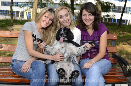 10 Faits intéressants sur les Chiens
