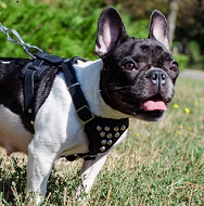 French Bulldog Decorated Leather Harness