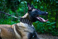 Belgische Malinois Halsband van Leer met studs| 70 mm ❤