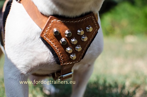 Leder Hundegeschirr fr kleine Hunde