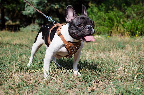 Bulldog Francese con bellissima pettorina decorata
indosso