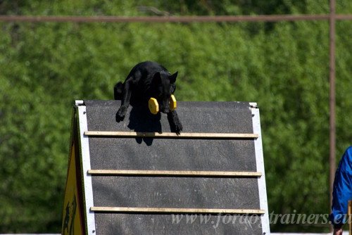 A-Frame for Dog Championship Training