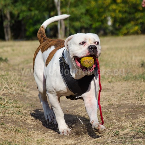 Jouets pour Bouledogue américain