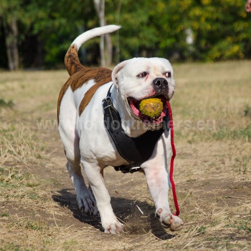 Jouets pour Bouledogue amricain