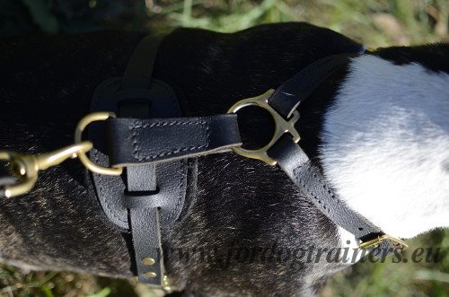 Harness for Walking and Training Bull Terrier