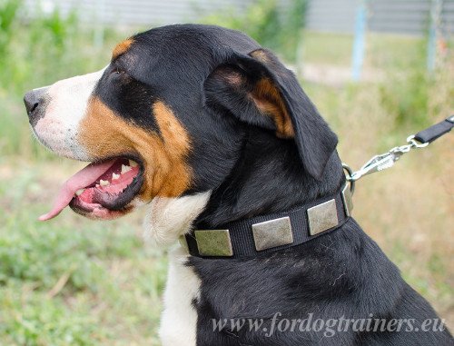 Robustes Hundehalsband aus Nylon