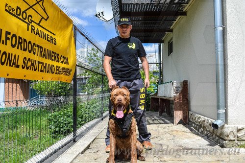 Harness for Bandog Training