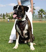 Protection/Attack Leather Dog Harness H1for Boxer