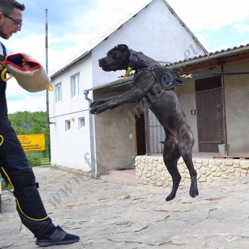 Dog Training Collar for Bandog