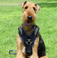 Airedale Terrier Edles Hundegeschirr aus Leder H10