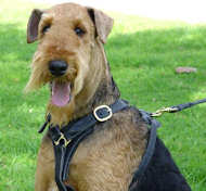 Suivi la marche de harnais en cuir pour chien Airedale Terrier